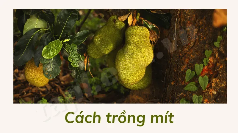 cách trồng cây mít 4