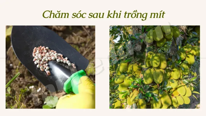 cách trồng cây mít 5