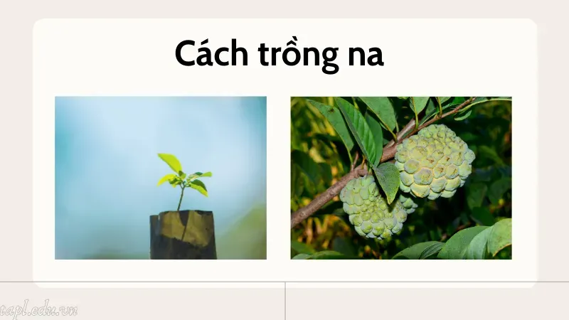 cách trồng cây na 4