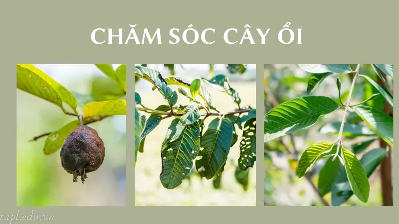 cách trồng cây ổi 5