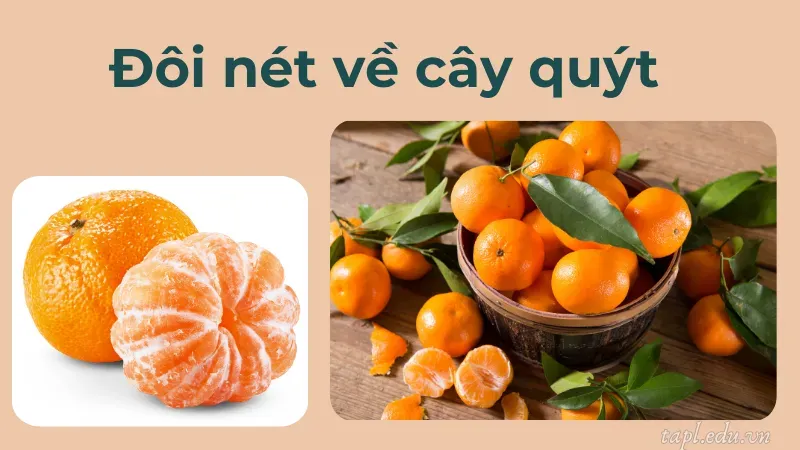 Đôi nét về cây quýt