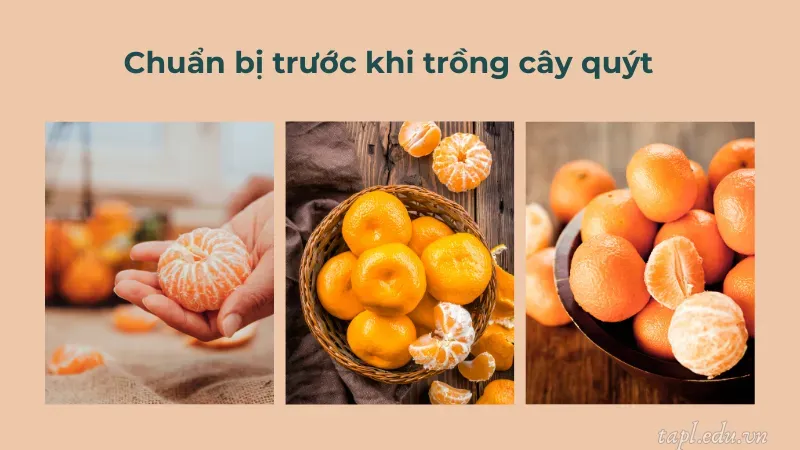 Chuẩn bị trước khi trồng cây quýt