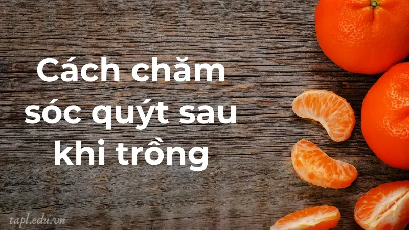 Cách chăm sóc quýt sau khi trồng