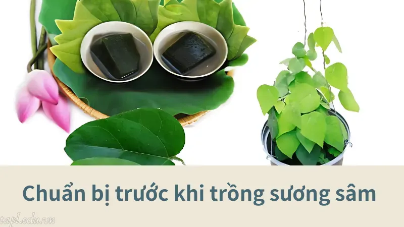 cách trồng cây sương sâm 2