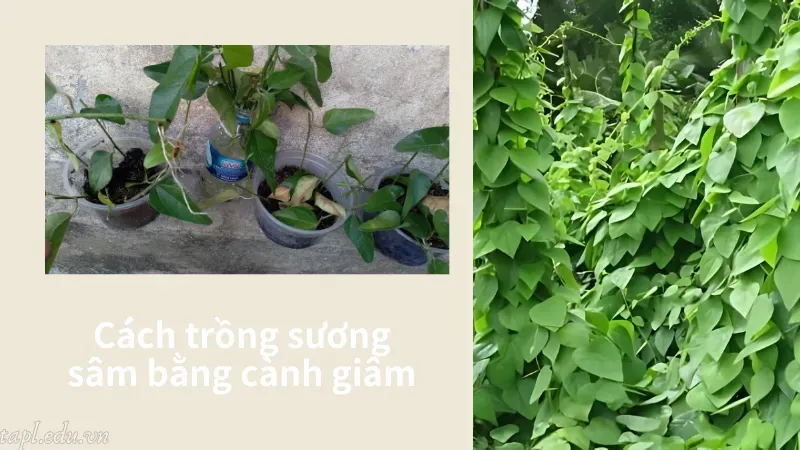 cách trồng cây sương sâm 4