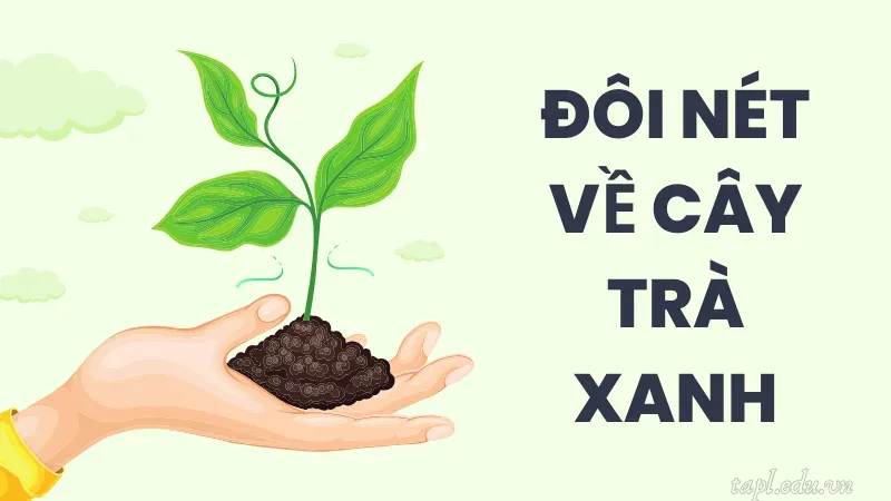 Đôi nét về cây trà xanh