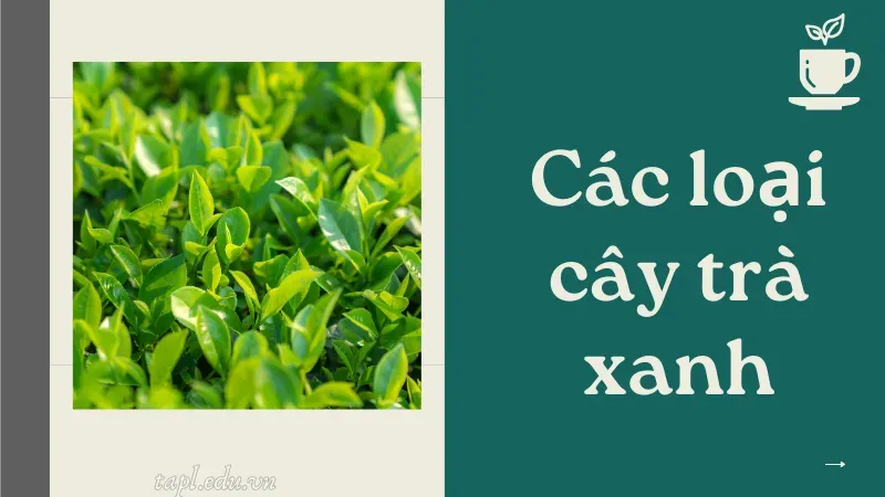 Các loại cây trà xanh