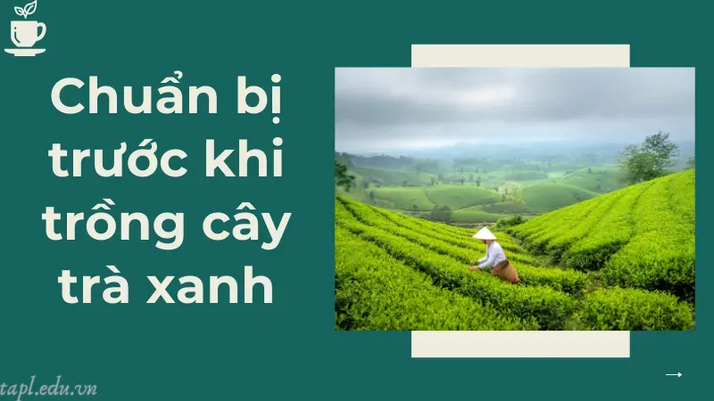 Chuẩn bị trước khi trồng cây trà xanh