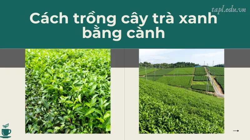 Cách trồng cây trà xanh bằng cành