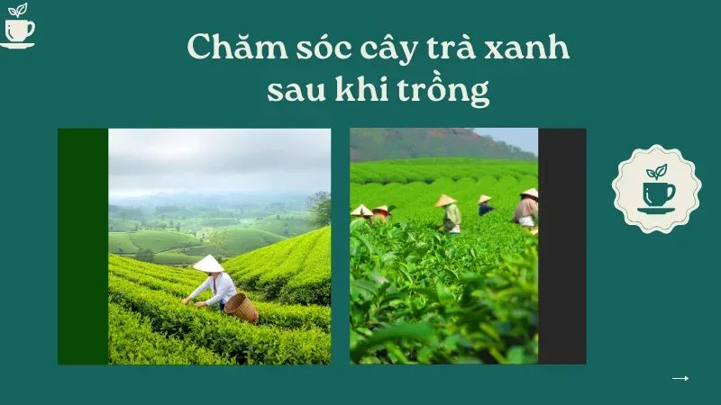 Chăm sóc cây trà xanh sau khi trồng