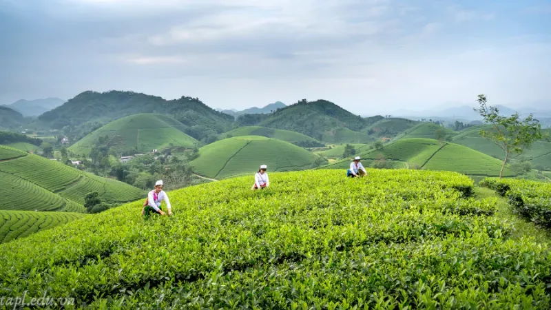 Bón phân cho cây trà xanh