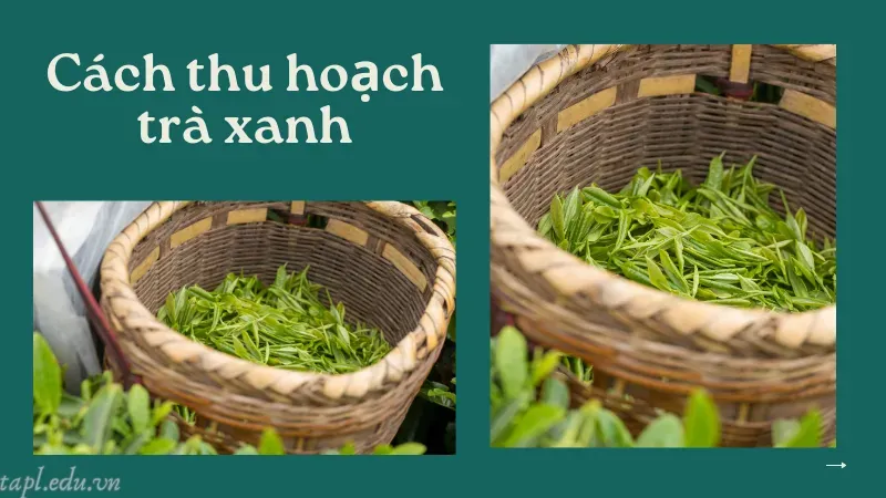 Cách thu hoạch trà xanh