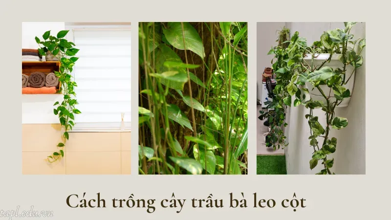 cách trồng cây trầu bà 3