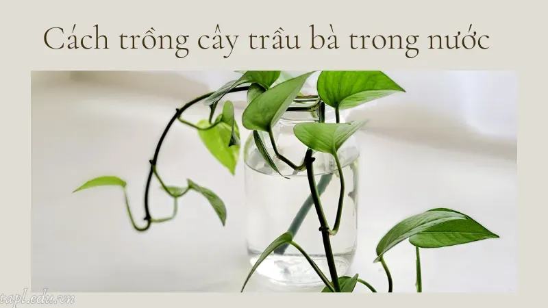 cách trồng cây trầu bà 5