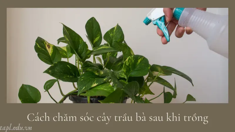 cách trồng cây trầu bà 6