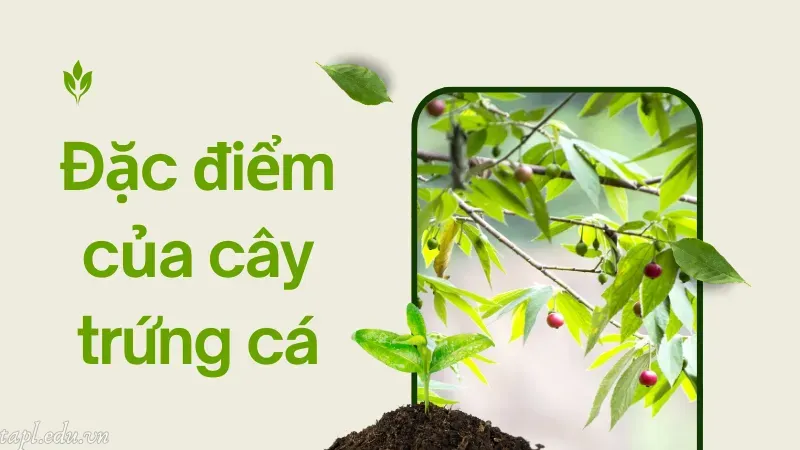 Đặc điểm của cây trứng cá