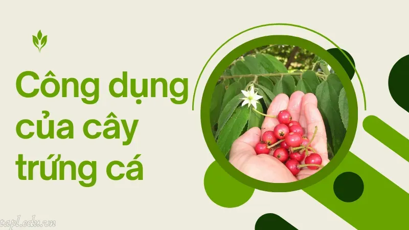 Công dụng của cây trứng cá 