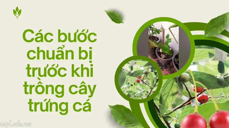 Các bước chuẩn bị trước khi trồng cây trứng cá