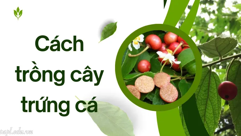 Cách trồng cây trứng cá