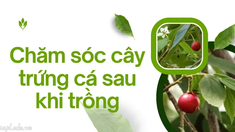 Chăm sóc cây trứng cá sau khi trồng