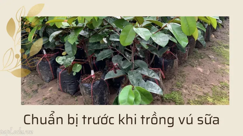 cách trồng cây vú sữa 2