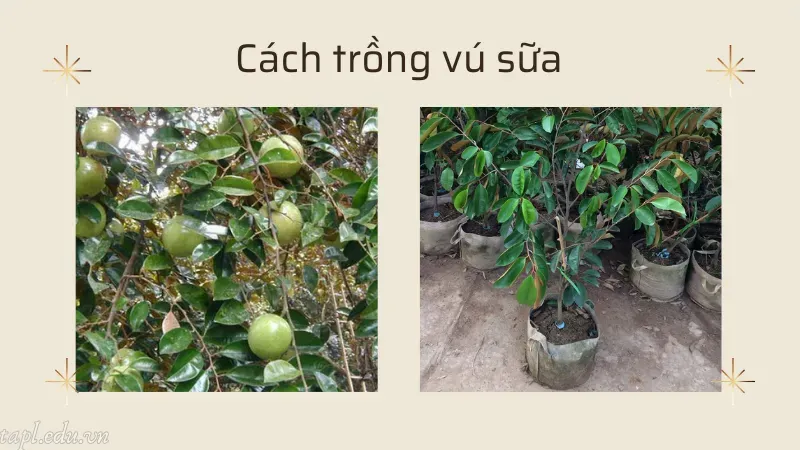 cách trồng cây vú sữa 3