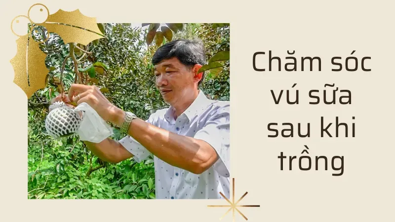 cách trồng cây vú sữa 5