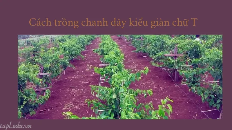 cách trồng chanh dây 5