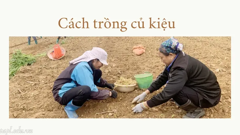 cách trồng củ kiệu 4