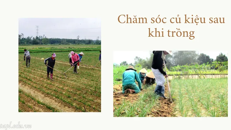 cách trồng củ kiệu 5