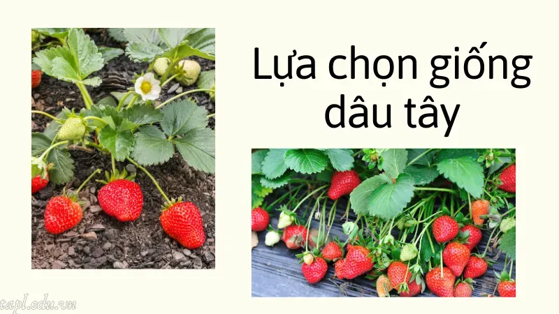 cách trồng dâu tây 1