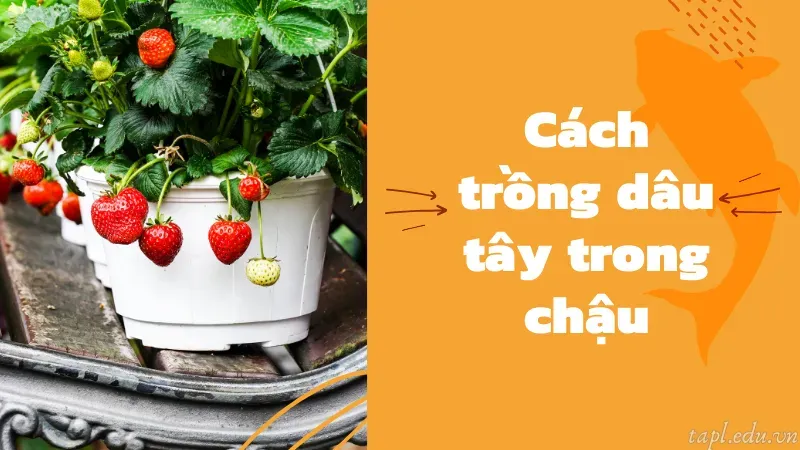 cách trồng dâu tây 3