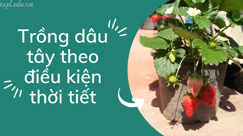 cách trồng dâu tây 4