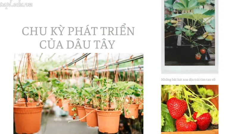 cách trồng dâu tây 5