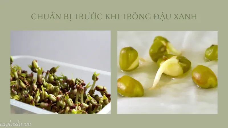 cách trồng đậu xanh 3