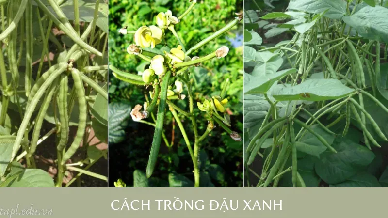 cách trồng đậu xanh 4