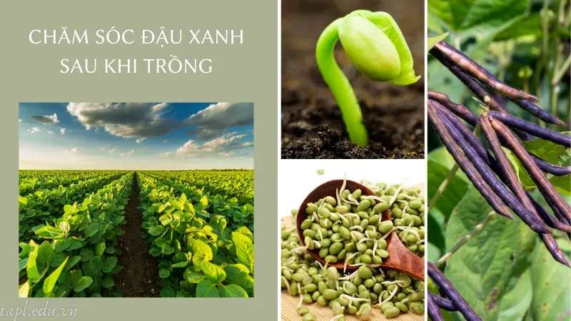 cách trồng đậu xanh 6