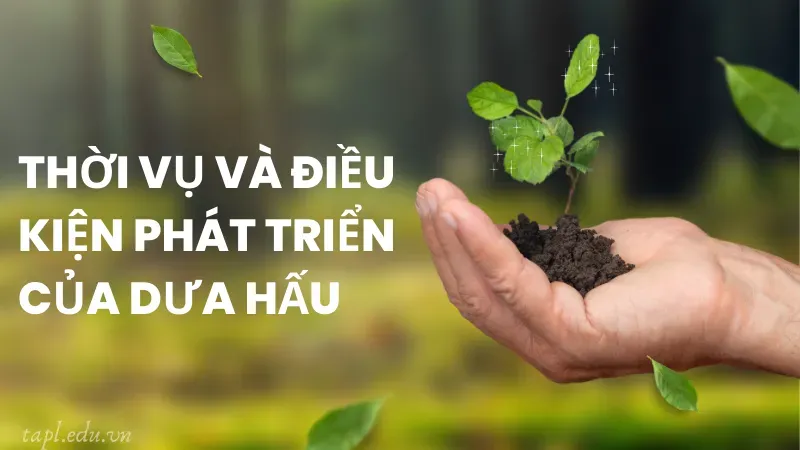 cách trồng dưa hấu 1