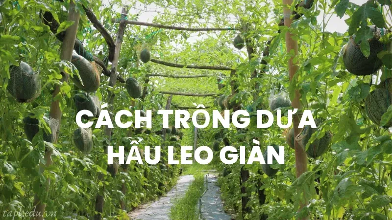 cách trồng dưa hấu 3