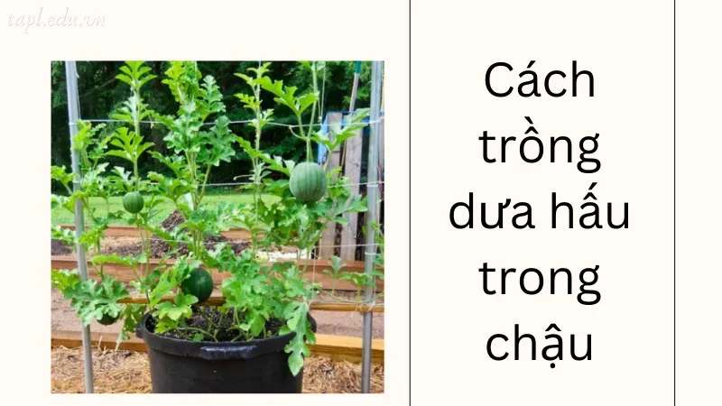 cách trồng dưa hấu 4