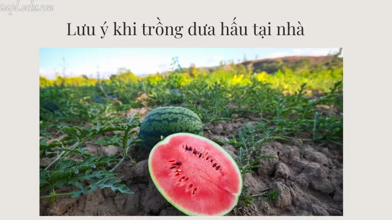 cách trồng dưa hấu 6