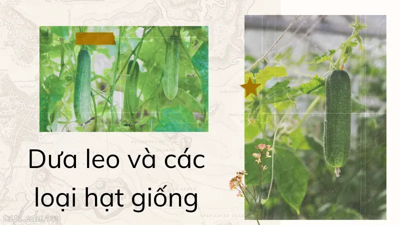 cách trồng dưa leo 1