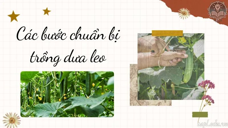 cách trồng dưa leo 2