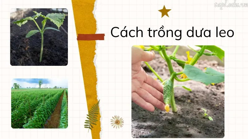 cách trồng dưa leo 3