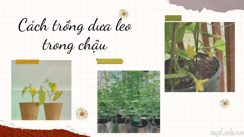 cách trồng dưa leo 5