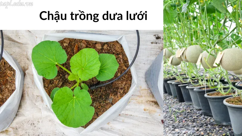 cách trồng dưa lưới 3