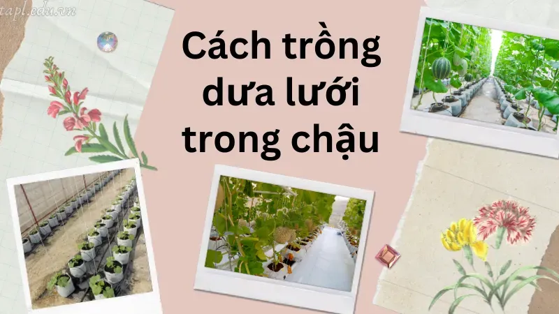 cách trồng dưa lưới 7