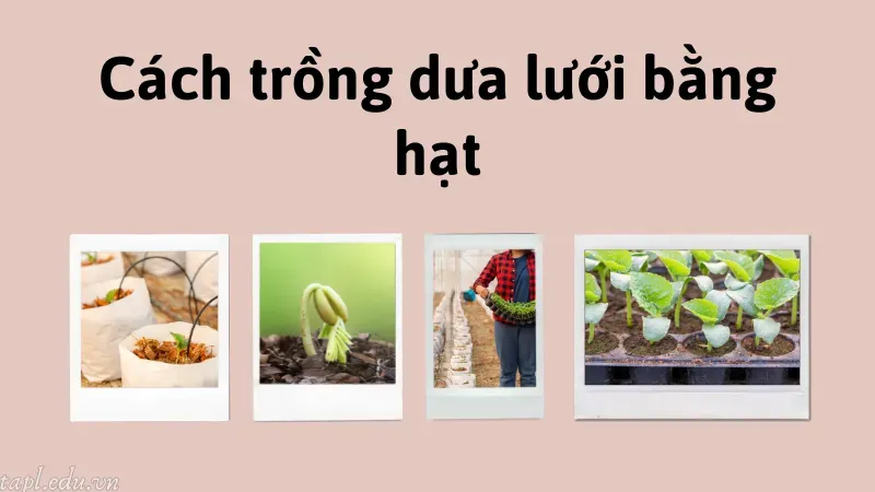 cách trồng dưa lưới 6