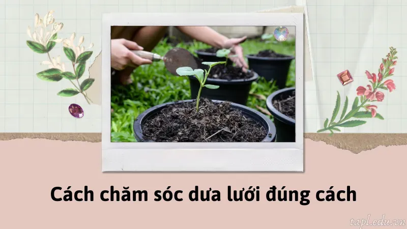 cách trồng dưa lưới 8