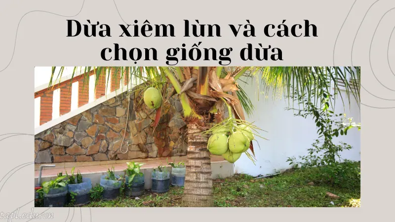 cách trồng dừa xiêm lùn 1